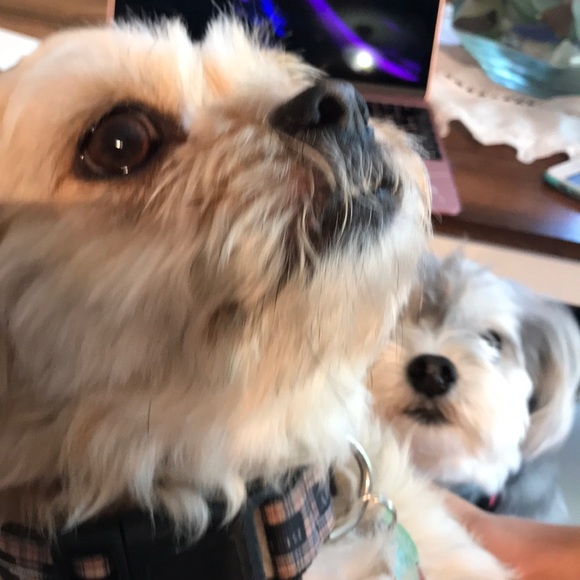 Meet your Posher, Natalia - Picture 1 of 1